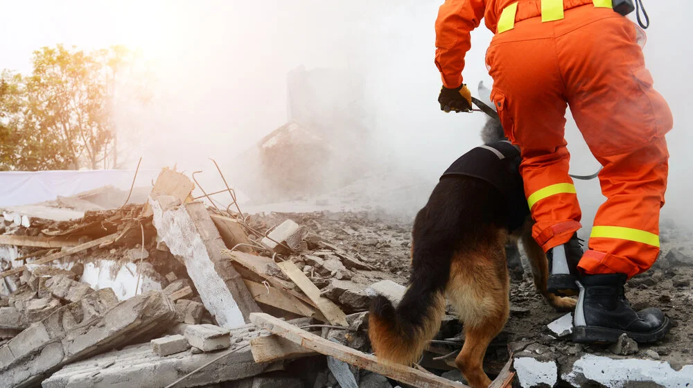 Ko je bolji spasilac prilikom zemljotresa, robot ili pas tragač? 1