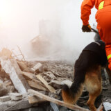 Ko je bolji spasilac prilikom zemljotresa, robot ili pas tragač? 4