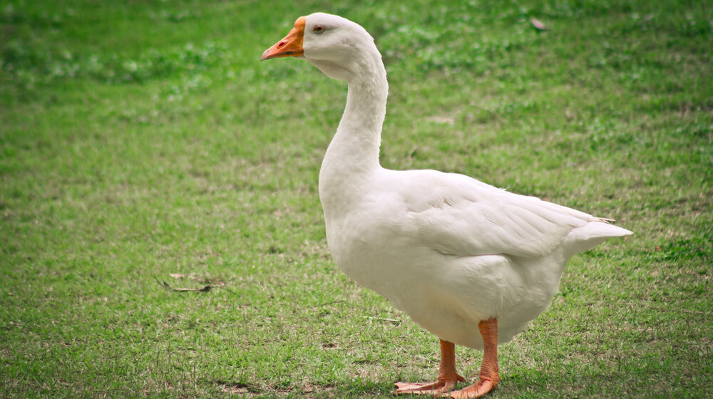Poznati finalisti za 37. Svetsko prvenstvo gusana u Mokrinu 1