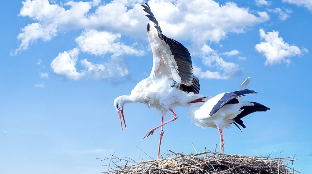 Kako je Madrid postao raj za evropske rode zahvaljujući deponiji smeća i klimatskim promenama? 1