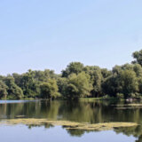 Novosadska organizacija "Svet i Dunav" dopunila žalbu Bernskoj konvenciji zbog izgradnje priobalja i ugrožavanja zaštićenih vrsta 4