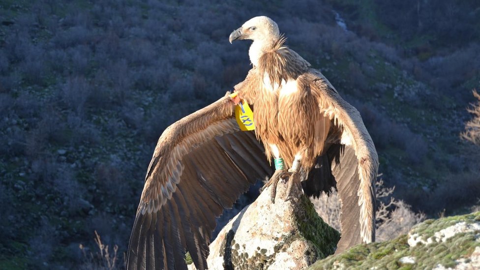 Zaštita prirode i Srbija: Hoće li gradnja turističko-vizitorskog centra na Uvcu zaustaviti let beloglavog supa 2 beloglavi sup dobrila