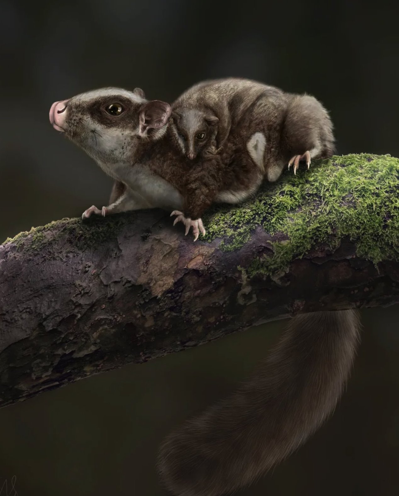 Nauka: Kako su naši preci preživeli asteroid koji je doveo do smaka sveta 3 Gliding Vilevolodon