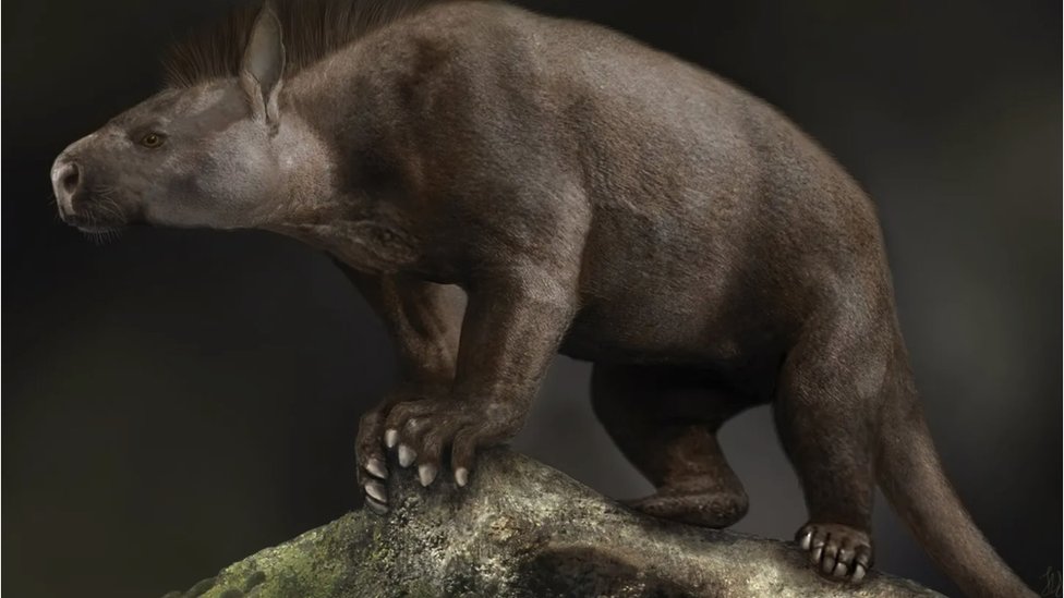 Nauka: Kako su naši preci preživeli asteroid koji je doveo do smaka sveta 4 Periptikus