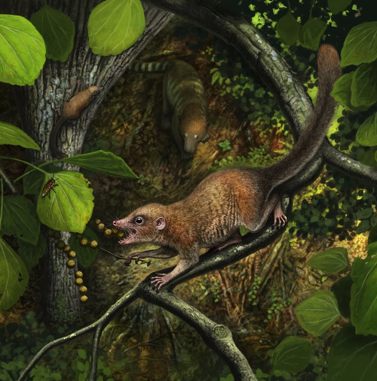 Nauka: Kako su naši preci preživeli asteroid koji je doveo do smaka sveta 2 purgatorius