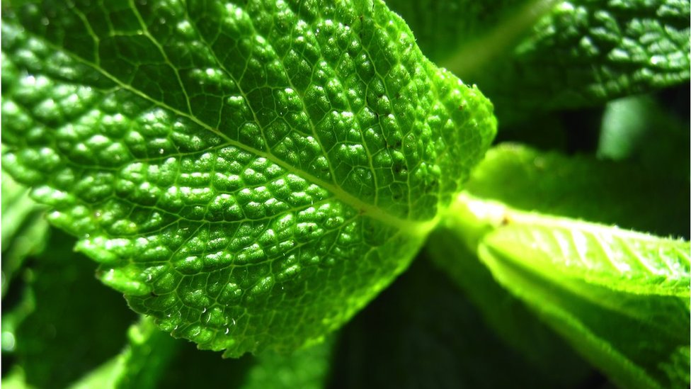 Srbija, Rusija i zdravlje: Zašto sa dolaskom Rusa raste popularnost homeopatije u Srbiji 2 biljka