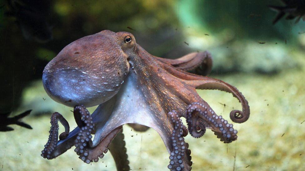Životinje i ekologija: Predlog za otvaranje prve farme hobotnica na svetu brine naučnike 14