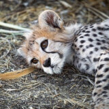Iran, protesti i životinje: Svi oplakuju uginulo mladunče retke vrste geparda 5