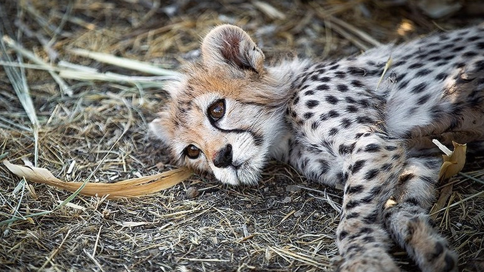 Iran, protesti i životinje: Svi oplakuju uginulo mladunče retke vrste geparda 1 Pirouz was the last survivor of three endangered Asiatic cheetah cubs born in captivity