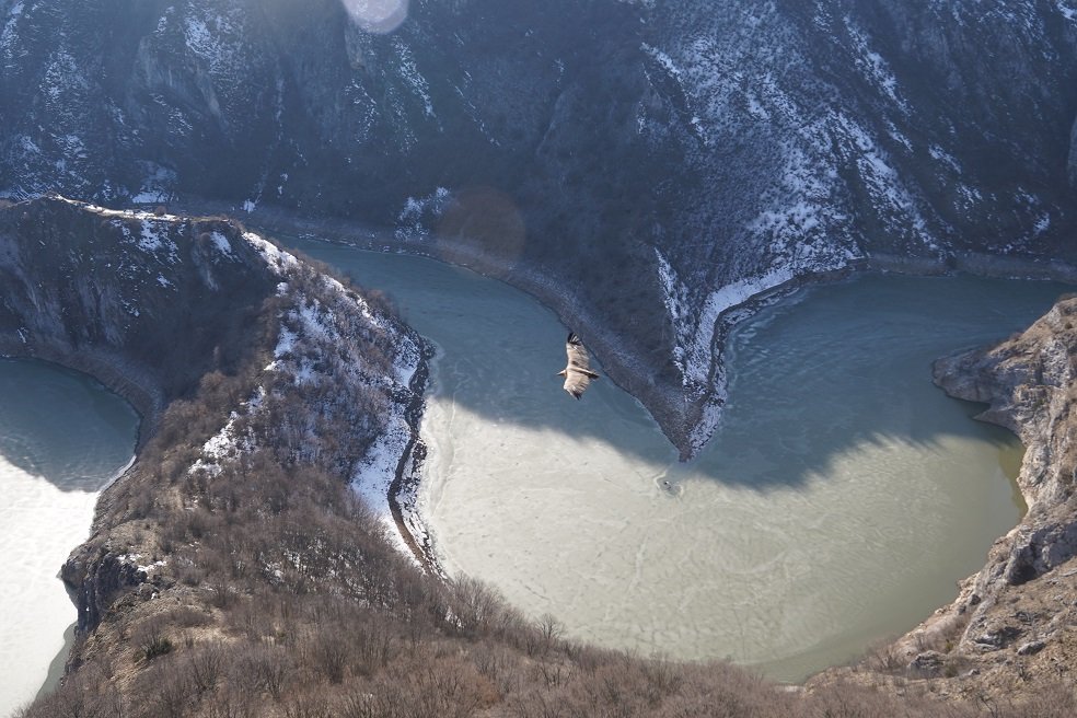 Zaštita prirode i Srbija: Hoće li gradnja turističko-vizitorskog centra na Uvcu zaustaviti let beloglavog supa 1 Kanjon Uvca
