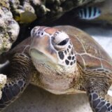 Priroda i klimatske promene: Postignut istorijski sporazum o zaštiti okeana posle 10 godina pregovora 5