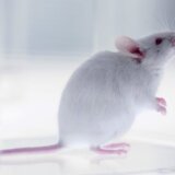 Ogromno naučno otkriće: Jajne ćelije napravljene od ćelija mužjaka miša 5