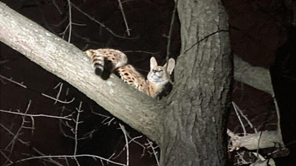 Amiry, the serval in the tree at night