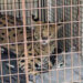Amerika i životinje: Divlja mačka serval pozitivna na kokain, ali se ne zna kako 6