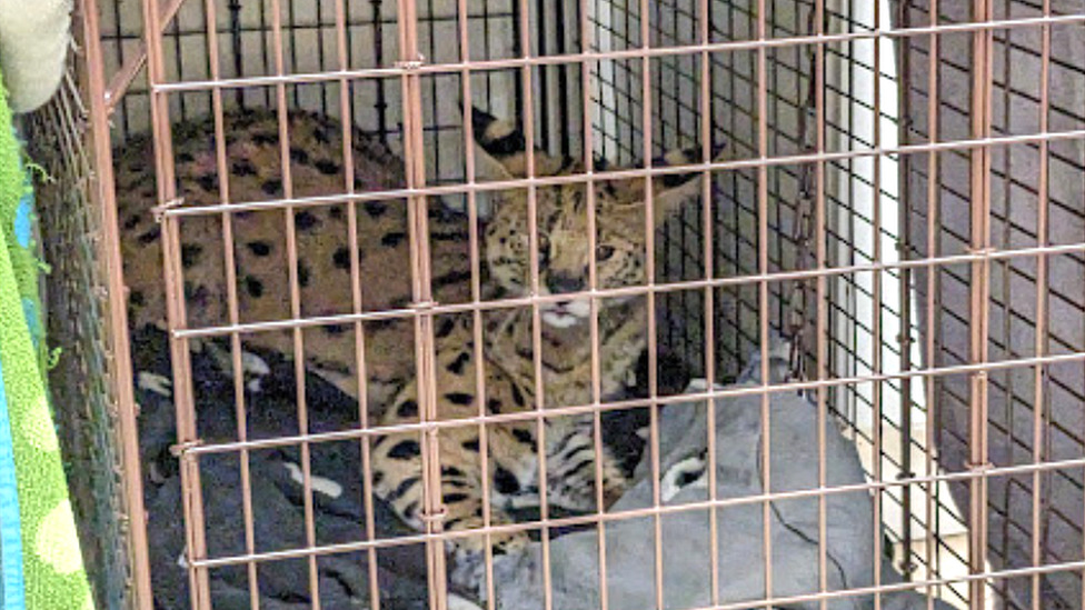 The serval in a metal cage
