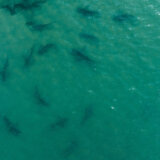 Slatki ali krvoločni: Fosili morskog škorpiona stari 450 miliona godina pronađeni u Kini 2