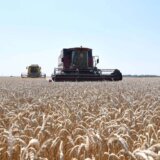 Direkcija za robne rezerve: Netačne tvrdnje Dveri da je novcem za otkup pšenice kupljeno đubrivo 13