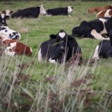 Na farmi u Teksasu stradalo 18.000 krava 8