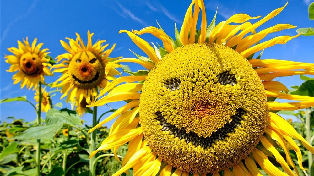 suncokret sreća osmeh