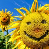 suncokret sreća osmeh