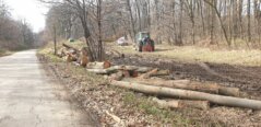 Eskalirala seča šume na Fruškoj gori: Više nema pedlja koji nije pod testerama 4