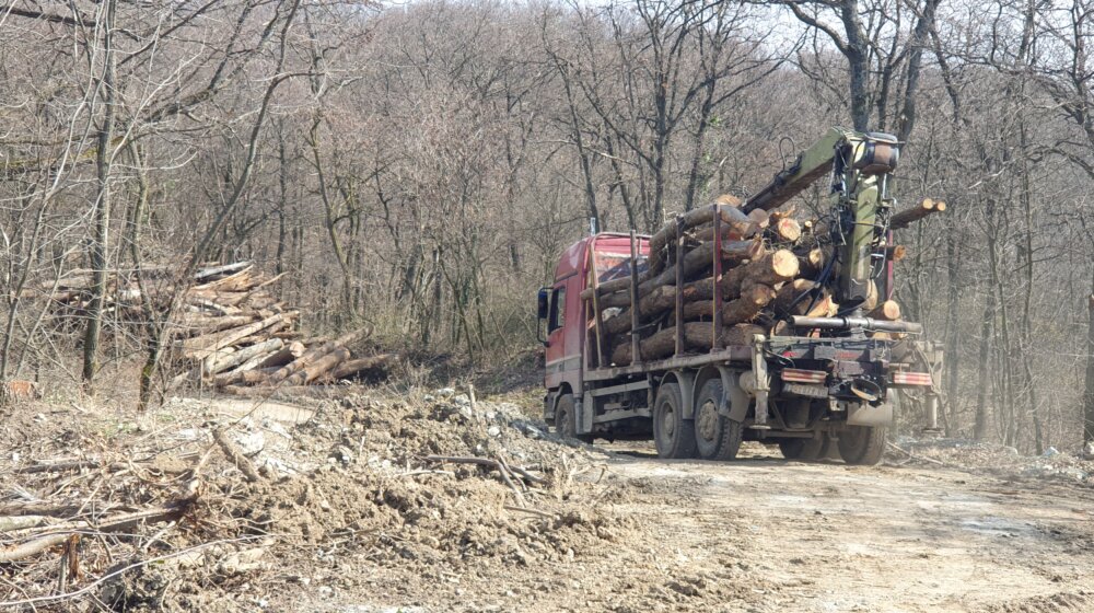 Kako je to Novi Sad zaslužio da postane "Evropski grad šuma"? 1