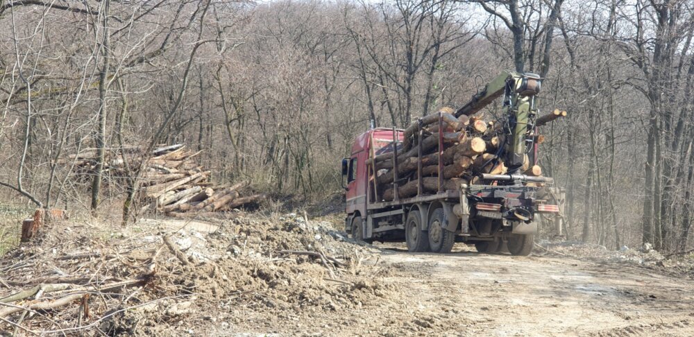 Eskalirala seča šume na Fruškoj gori: Više nema pedlja koji nije pod testerama 15