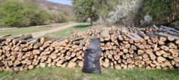 Eskalirala seča šume na Fruškoj gori: Više nema pedlja koji nije pod testerama 6