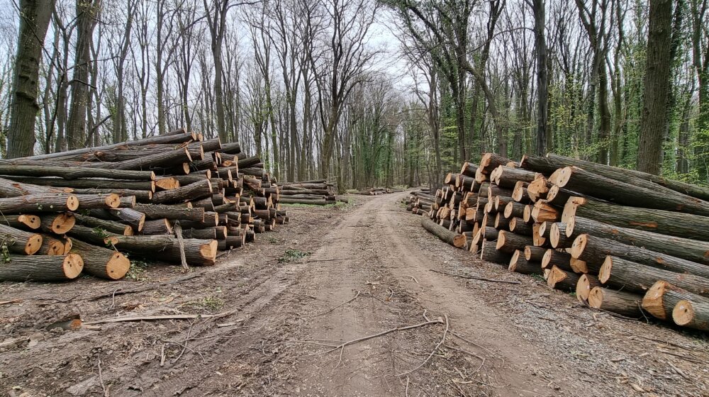 Eskalirala seča šume na Fruškoj gori: Više nema pedlja koji nije pod testerama 1