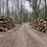 Eskalirala seča šume na Fruškoj gori: Više nema pedlja koji nije pod testerama 13