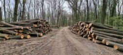 Eskalirala seča šume na Fruškoj gori: Više nema pedlja koji nije pod testerama 11