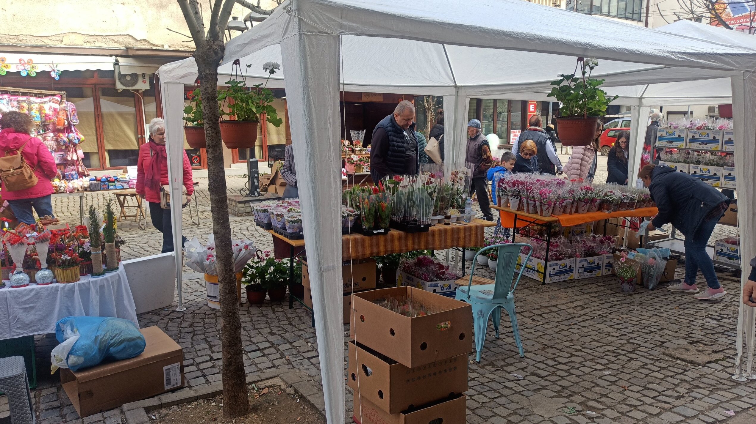 Cenkanje za osmomartovske karanfile od 100 dinara u Vranju: Sjaj i beda naše realnosti na glavnoj "štrafti" u gradu 3