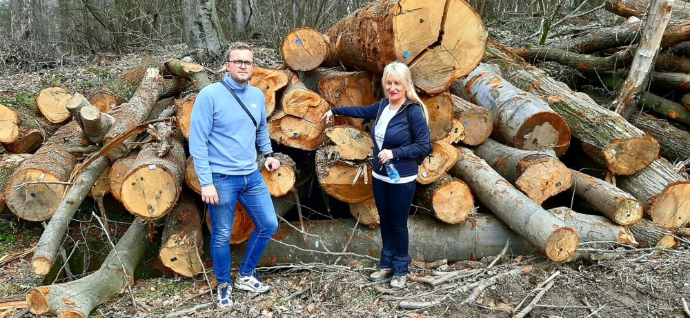 Eskalirala seča šume na Fruškoj gori: Više nema pedlja koji nije pod testerama 2