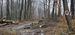 Eskalirala seča šume na Fruškoj gori: Više nema pedlja koji nije pod testerama 3