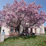 U dvorištu Biblioteke šabačke, pod drvetom magnolije, obeležen Svetski dan poezije 2