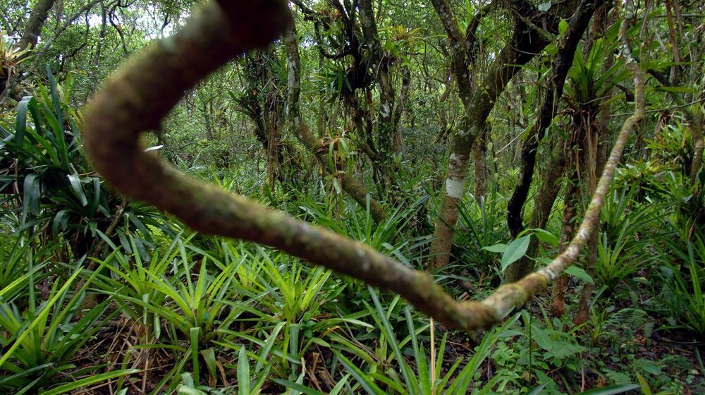 Da bi preživeo jeo crve i pio urin: Bolivijac tvrdi da je izdržao mesec dana u Amazoniji 1