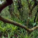 Da bi preživeo jeo crve i pio urin: Bolivijac tvrdi da je izdržao mesec dana u Amazoniji 3