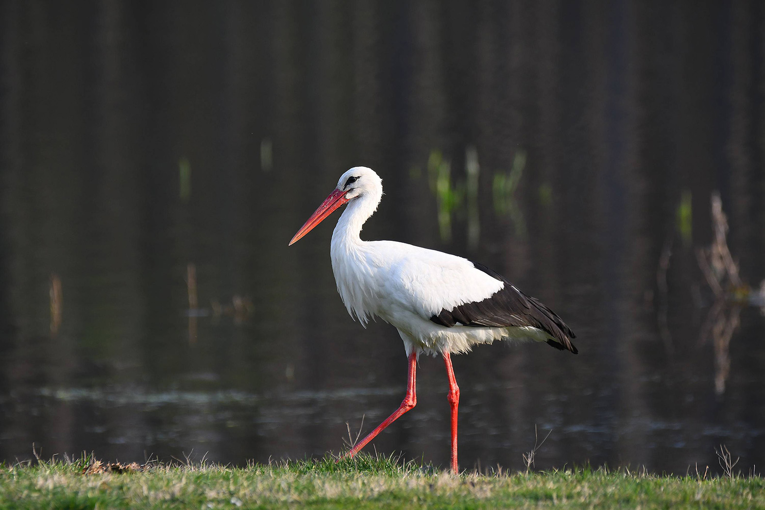 Za ubistvo slepog miša možete da platite kaznu u visini cele plate: Kolike su kazne za nelegalno ubijanje divljih životinja u Srbiji? 3