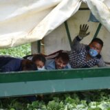 Vojvodina postaje destinacija za strane radnike: Sezonci iz Nepala brali kornišone pa pobegli, očekuju se nadničari iz Afrike 5