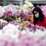 U Japanu otkrivena nova vrsta orhideje koja liči na staklo 2