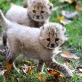 U Indiji rođena četiri mladunca geparda prvi put posle više od 70 godina 5