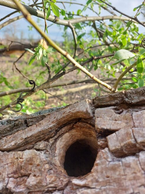 Počela seča stabala na Šodrošu, srušeno na desetine drveća, privedeno troje aktivista (FOTO) 9
