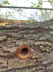 Počela seča stabala na Šodrošu, srušeno na desetine drveća, privedeno troje aktivista (FOTO) 8