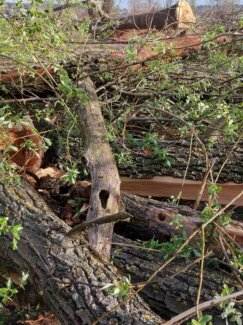 Počela seča stabala na Šodrošu, srušeno na desetine drveća, privedeno troje aktivista (FOTO) 6