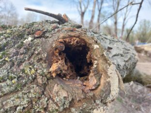 Počela seča stabala na Šodrošu, srušeno na desetine drveća, privedeno troje aktivista (FOTO) 7