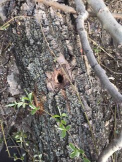 Počela seča stabala na Šodrošu, srušeno na desetine drveća, privedeno troje aktivista (FOTO) 5