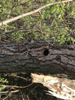 Počela seča stabala na Šodrošu, srušeno na desetine drveća, privedeno troje aktivista (FOTO) 2