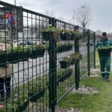Zeleni zid dug 440 metara u Narodnog fronta u Novom Sadu pokušaće da spreči pešake da pretrčavaju ulicu 1