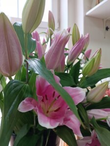 "Dostavio sam 2.501 ružu, porudžbinu primio čak sa Novog Zelanda, i odneo cveće u Austriju": Šta je sve doživeo šabački cvećar za 27 godina rada 5