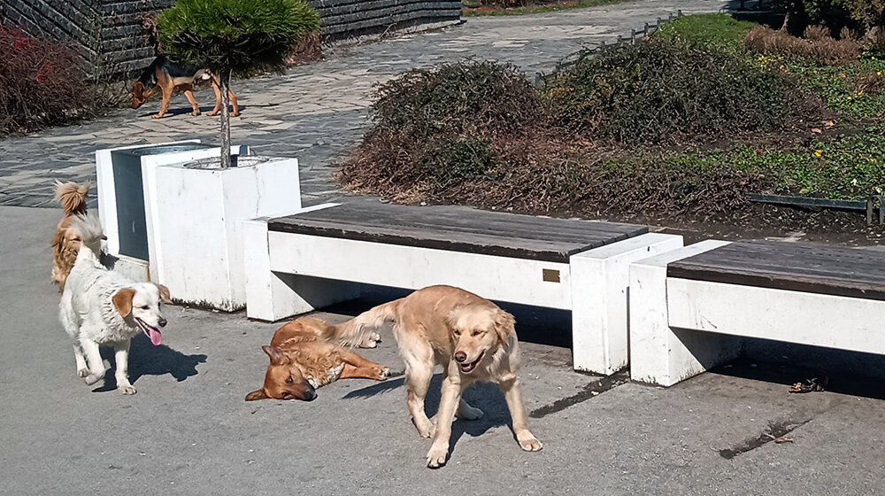 Novi Pazar: Psi lutalice napadaju u bolničkom krugu 1